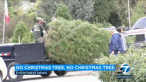 No Christmas tree shortage, but with supply tight, shop early